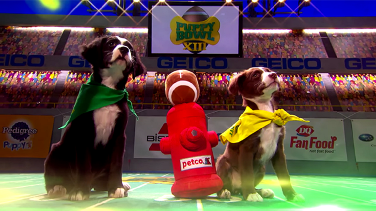 У четверолапых – свой футбол. Super Bowl для домашних любимцев (ВИДЕО)
