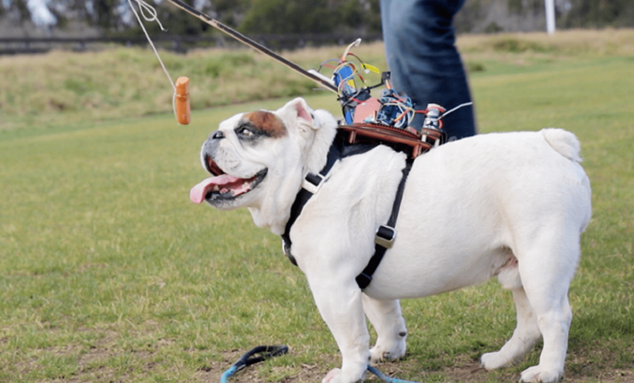 Радиоуправляемый бульдог (ВИДЕО)