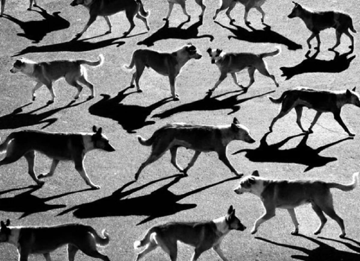 Тени отбрасывают собак. Часть 1.