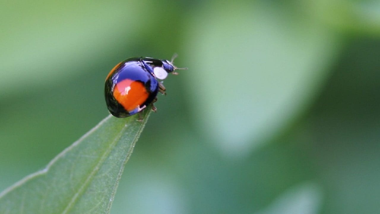 Почему маленькому бизнесу не нужно притворяться крупным