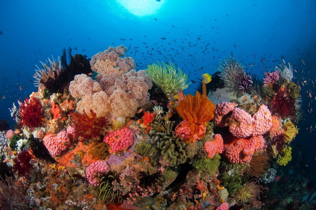 Невероятные подводные виды.Часть 1.