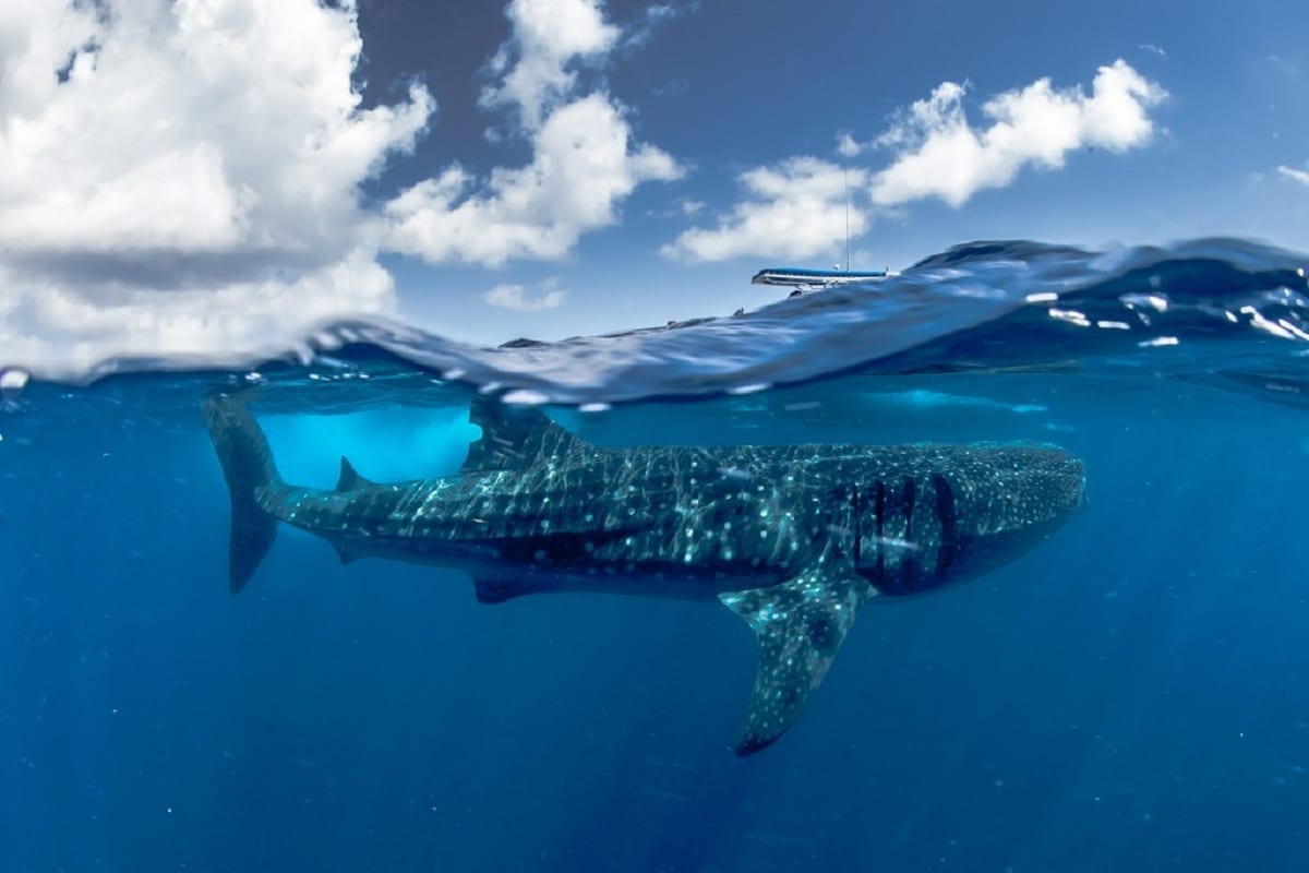 Невероятные подводные виды.Часть 2.