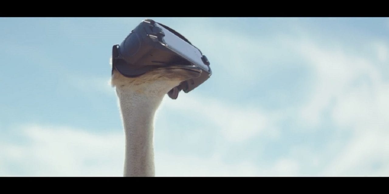 Первый страус, который взлетел (ВИДЕО)