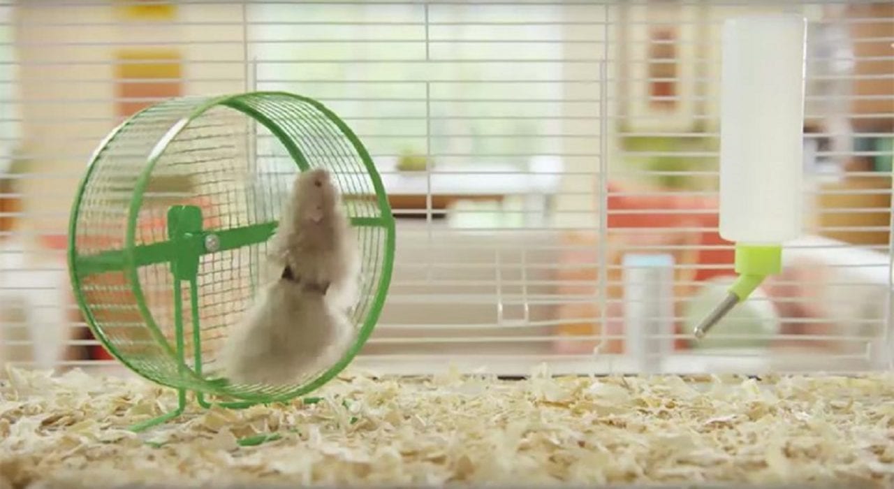 Создан голосовой помощник для животных (ВИДЕО)