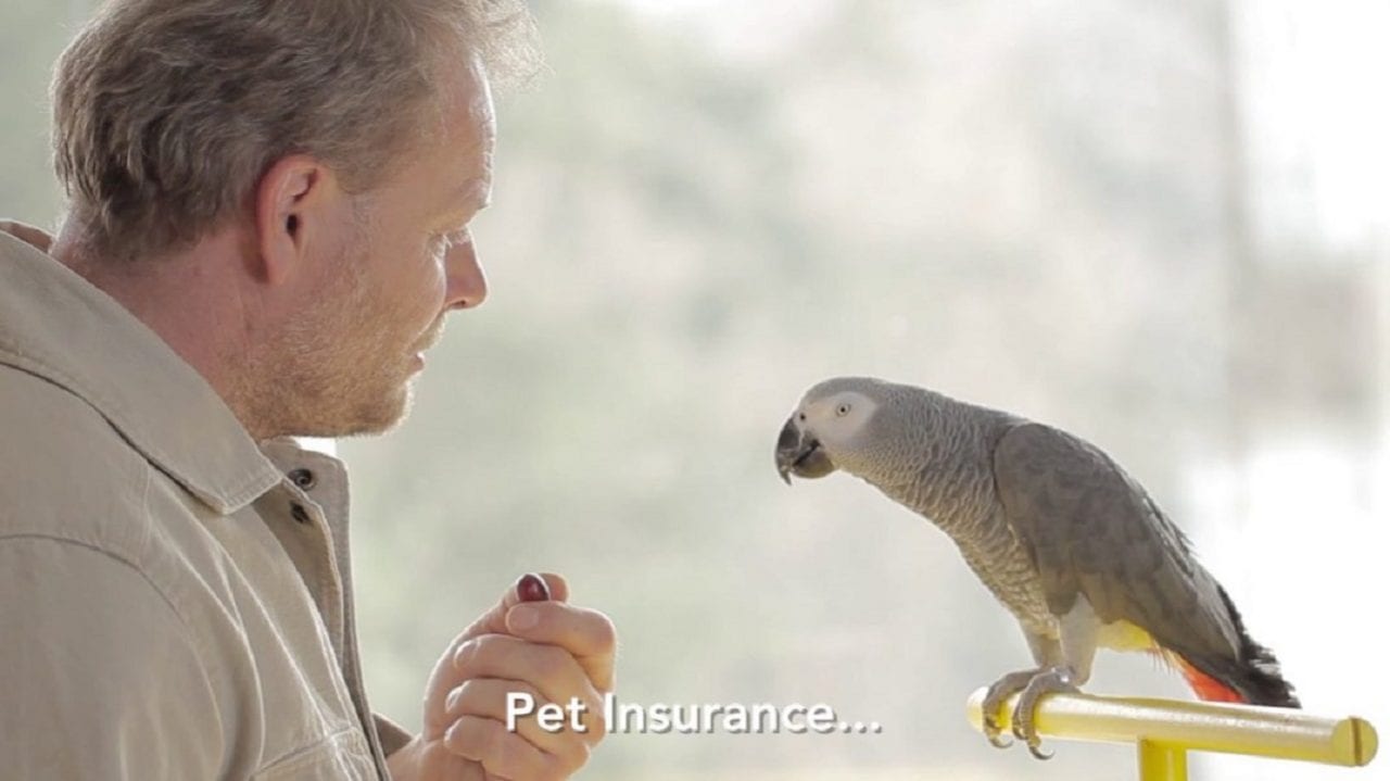 В Праге попугай продает страховые полисы для животных (ВИДЕО)