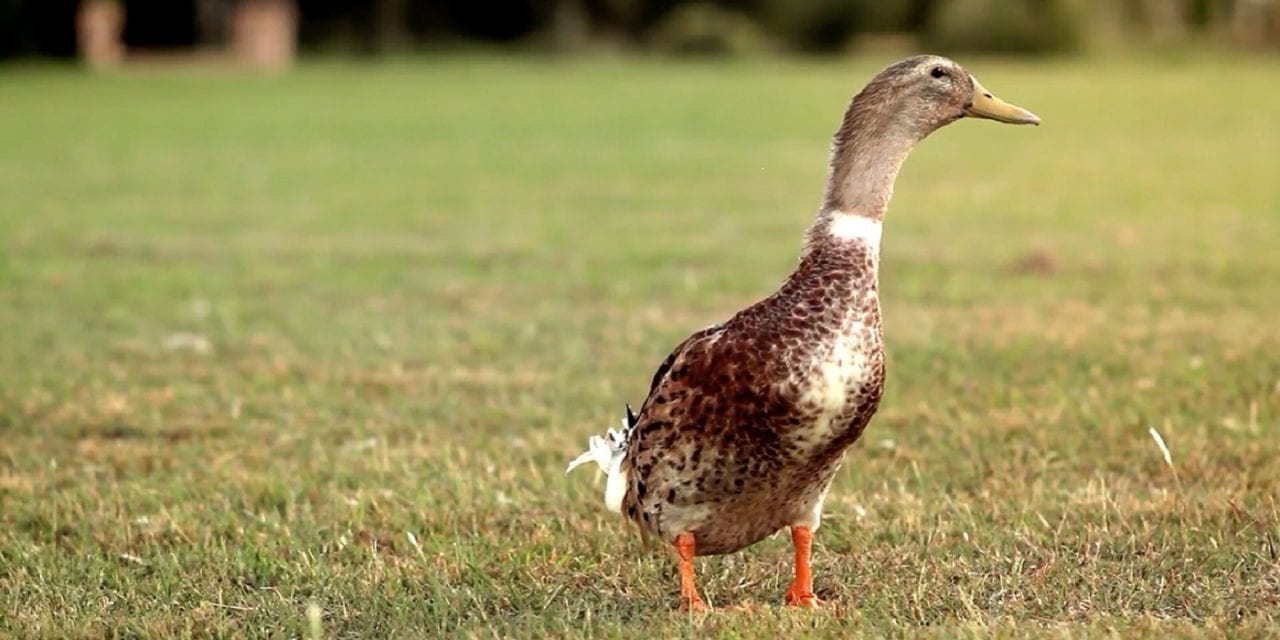 Фуагра из человеческой печени и 20.000 фунтов молока от каждой женщины (ВИДЕО)