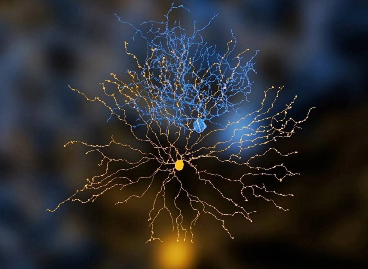 Как называются клетки головного мозга. Нейронные клетки головного мозга. Нейрон клетка головного мозга. Нейроны снимок. Нейрон красивый.