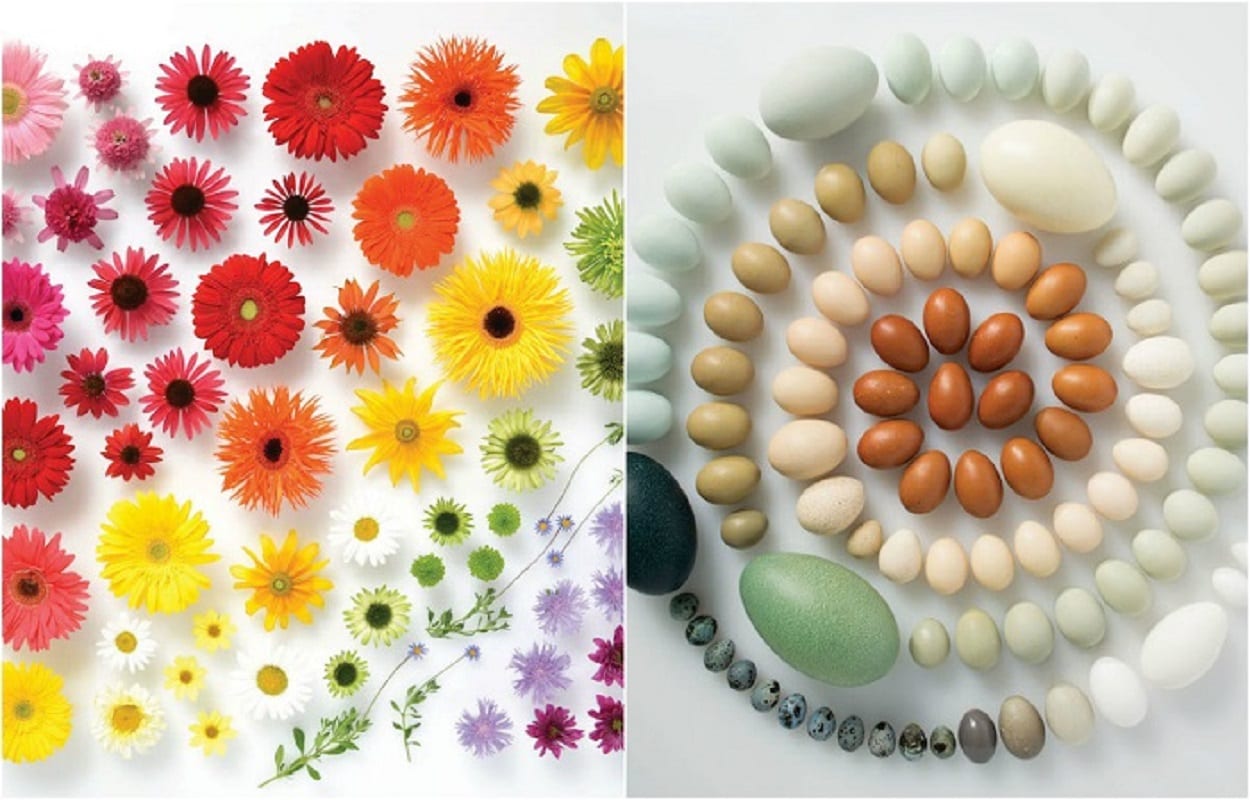 Красочные фотографии проекта «Энциклопедия радуги».