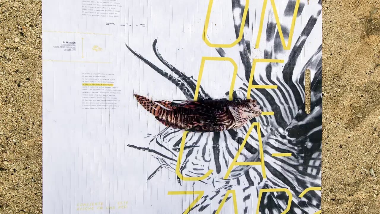 Как ловить рыбу с помощью плакатов (ВИДЕО)