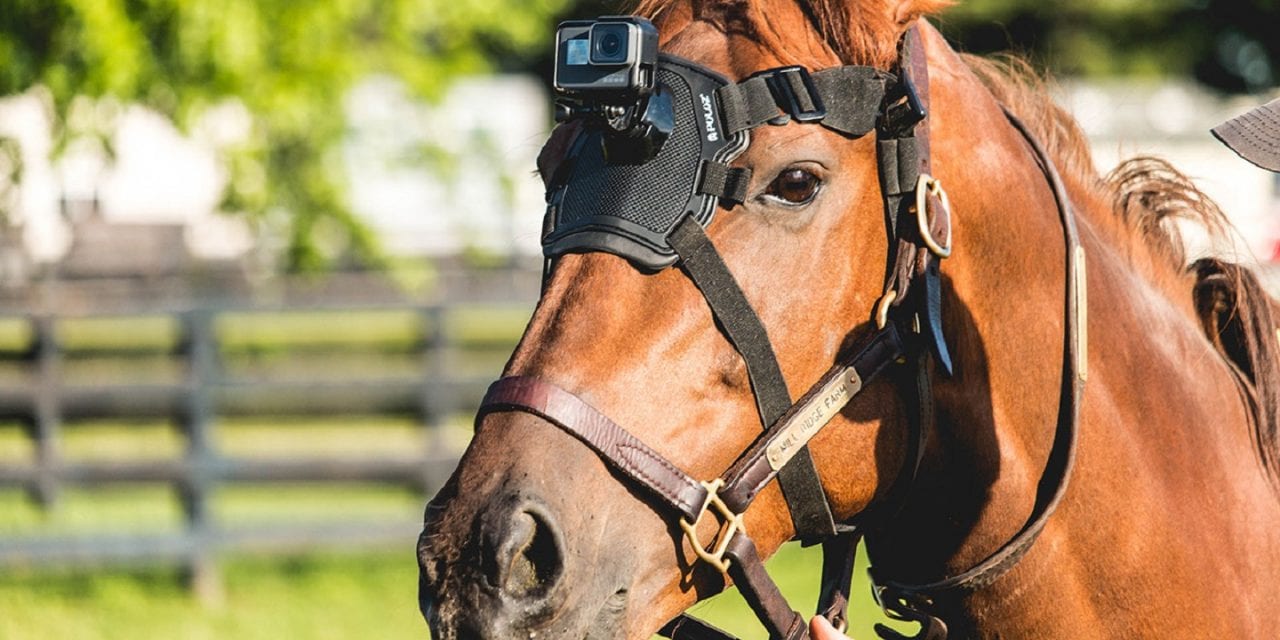 В США лошади выступили в роли кинооператоров (ВИДЕО)