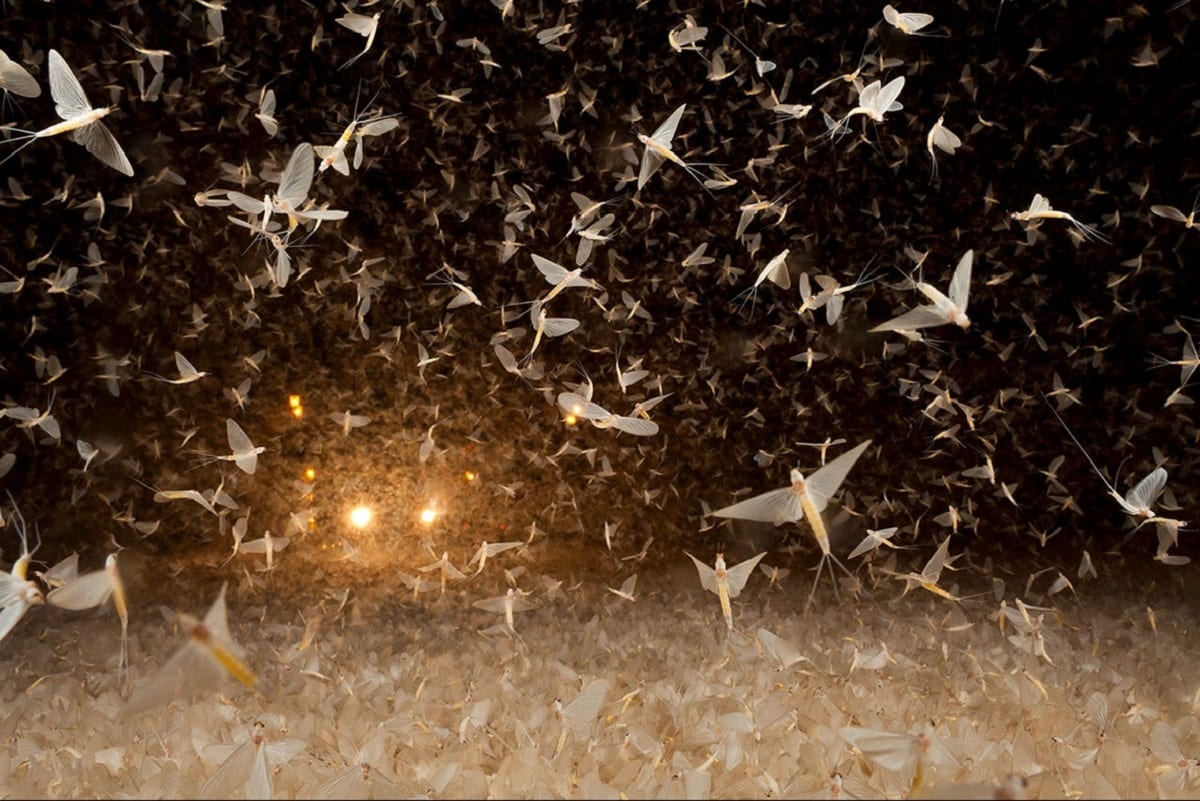 Лучшие снимки конкурса BigPicture Natural World Photography Competition. Часть 1.