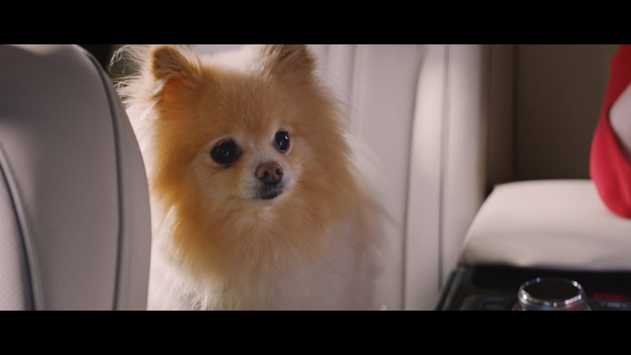 Драйвер против собачки. Хит Youtube! (ВИДЕО)