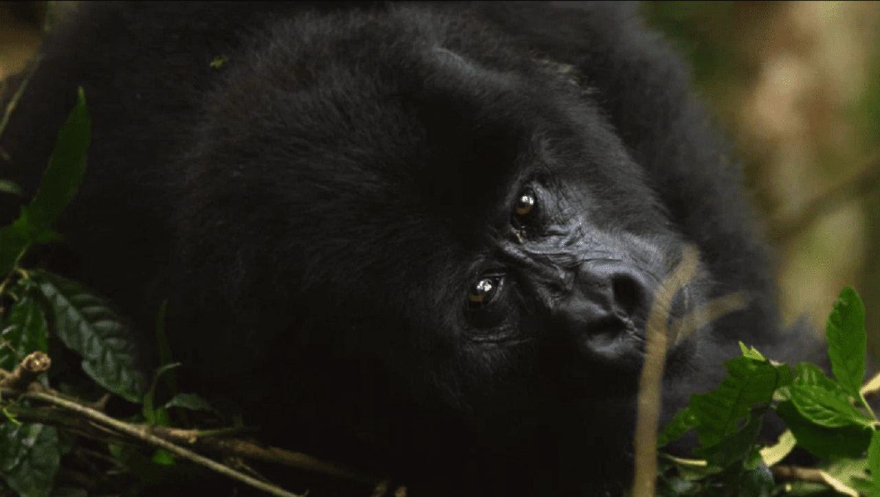 Самое дорогое сокровище, которое нужно охранять (ВИДЕО)