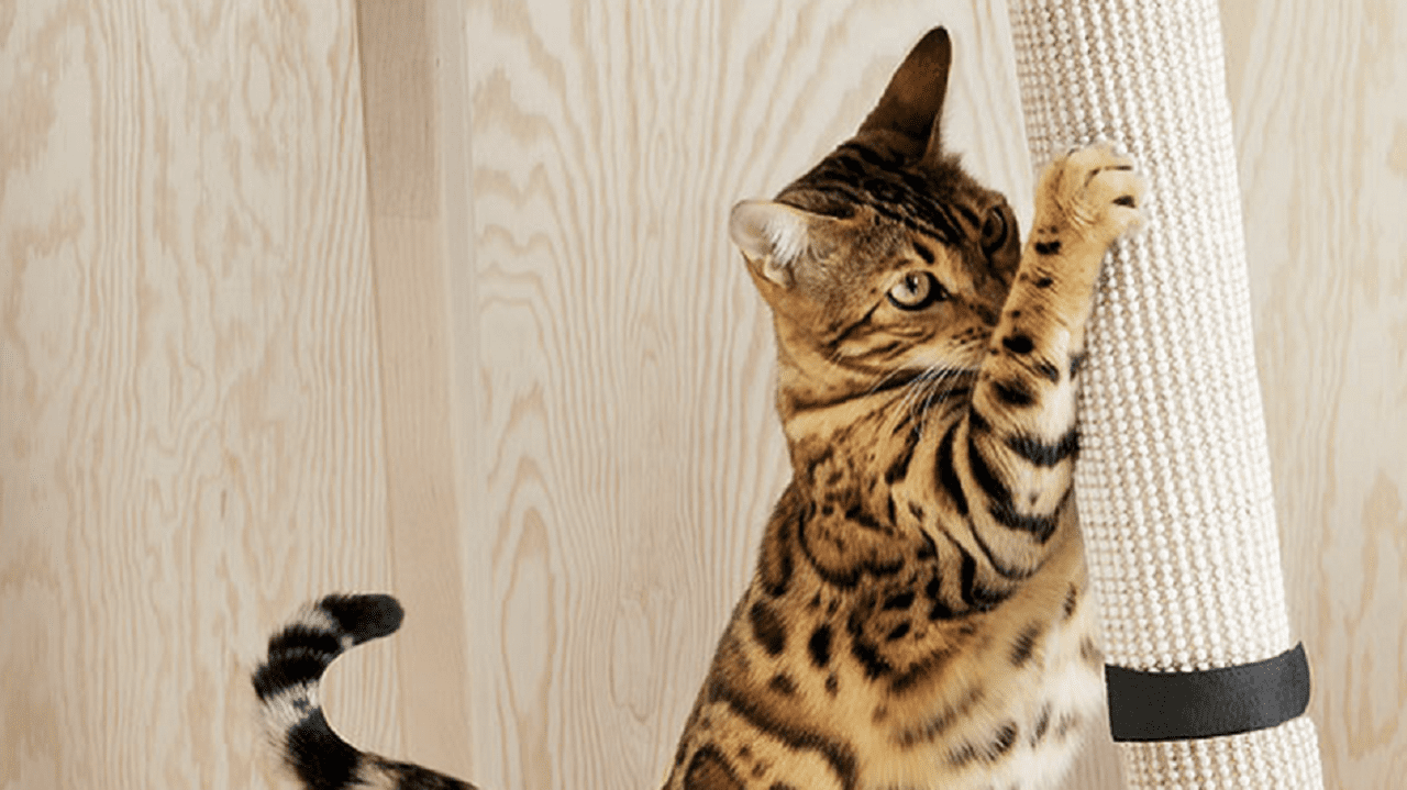 Колыбель для кошки и кресло для пса