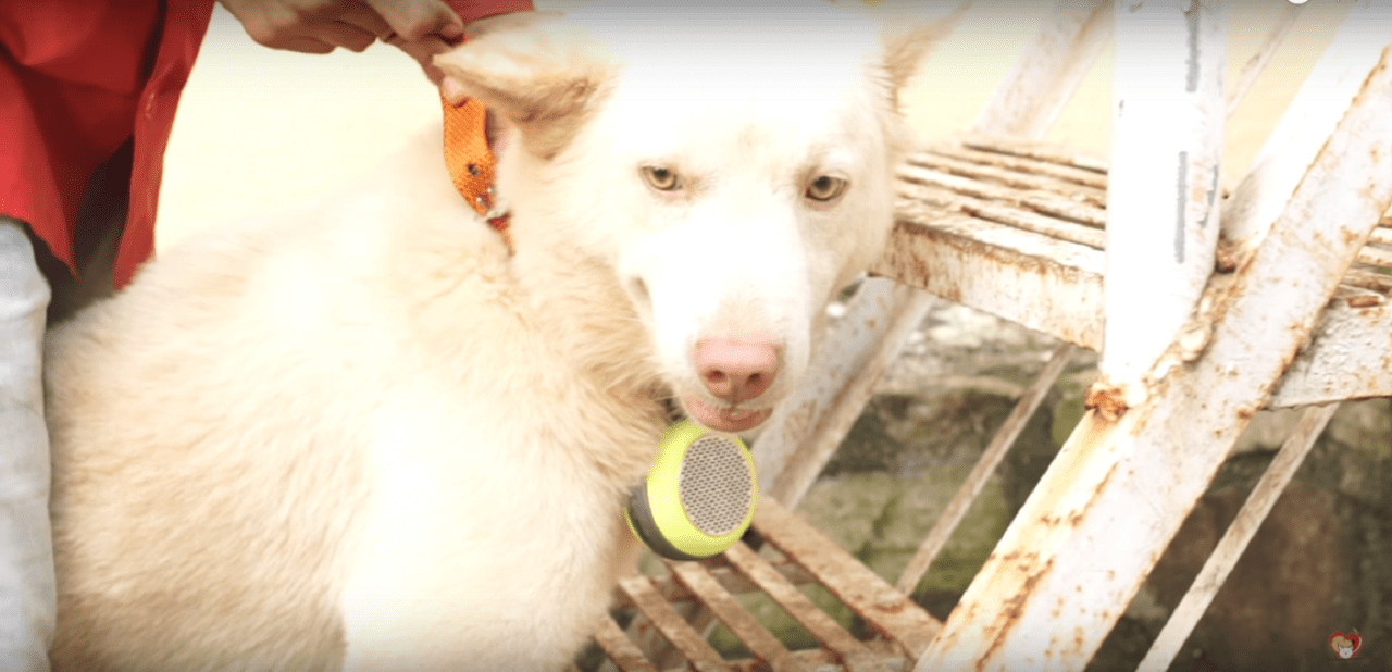 В Индии написали лечебную музыку для собак (ВИДЕО)