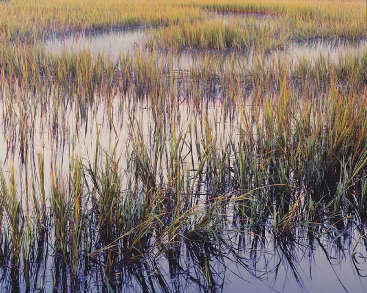 Почему фото на плёнку лучше, чем цифровое: мнение всемирно известного фотографа. Часть 1.
