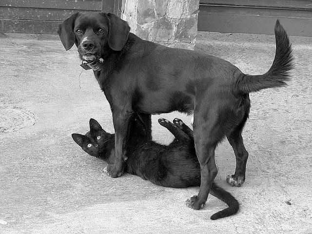 Остановись, мгновенье: фотографии, которые поймали момент. Часть 4.