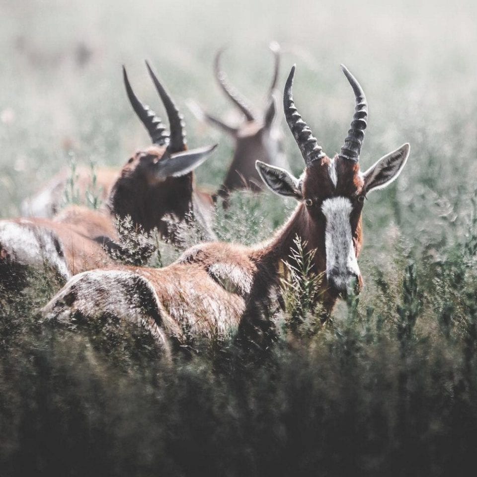 Нереальные фото дикой природы. Часть 1.