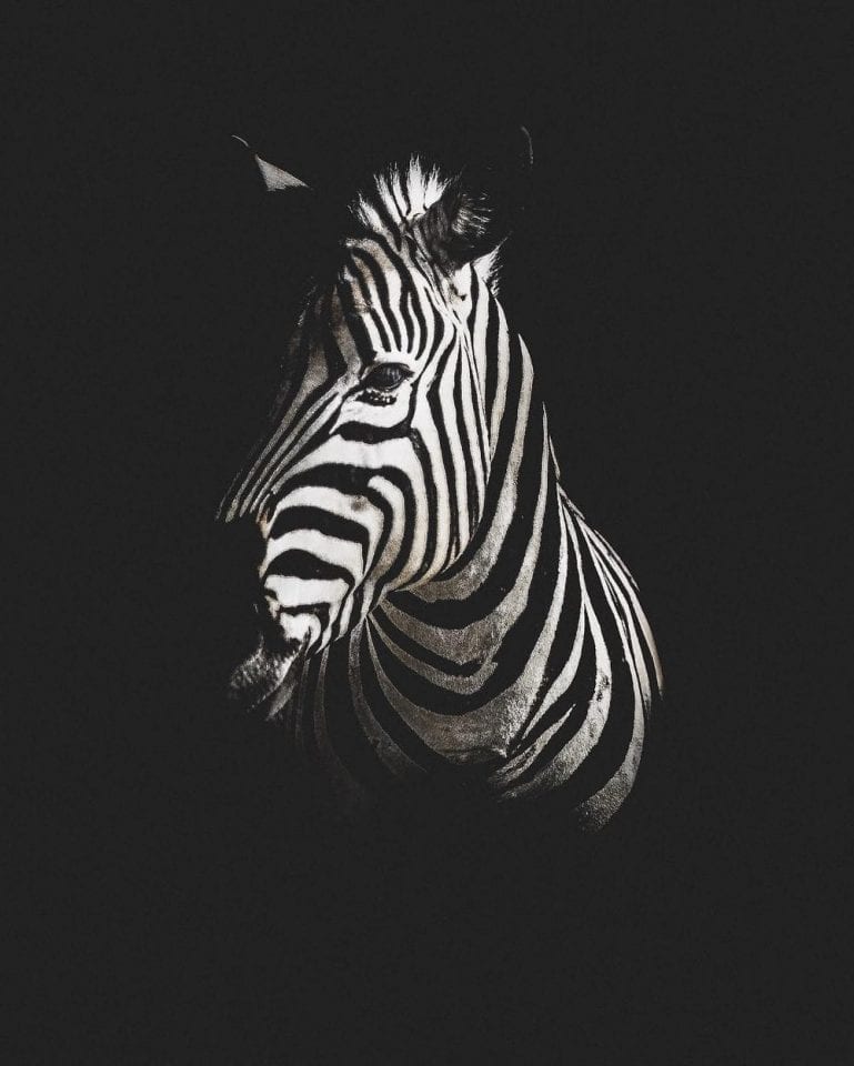 Нереальные фото дикой природы. Часть 3.