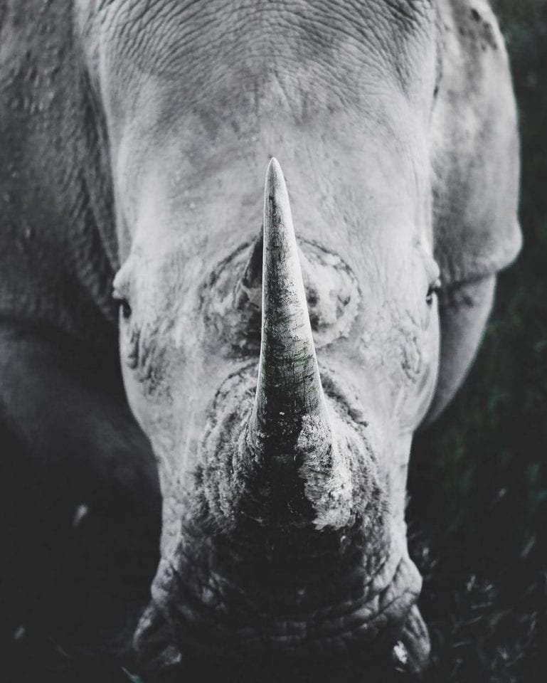 Нереальные фото дикой природы. Часть 4.