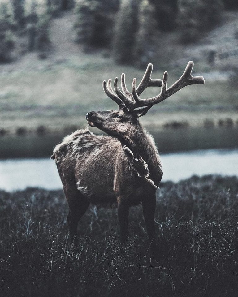 Нереальные фото дикой природы. Часть 6.