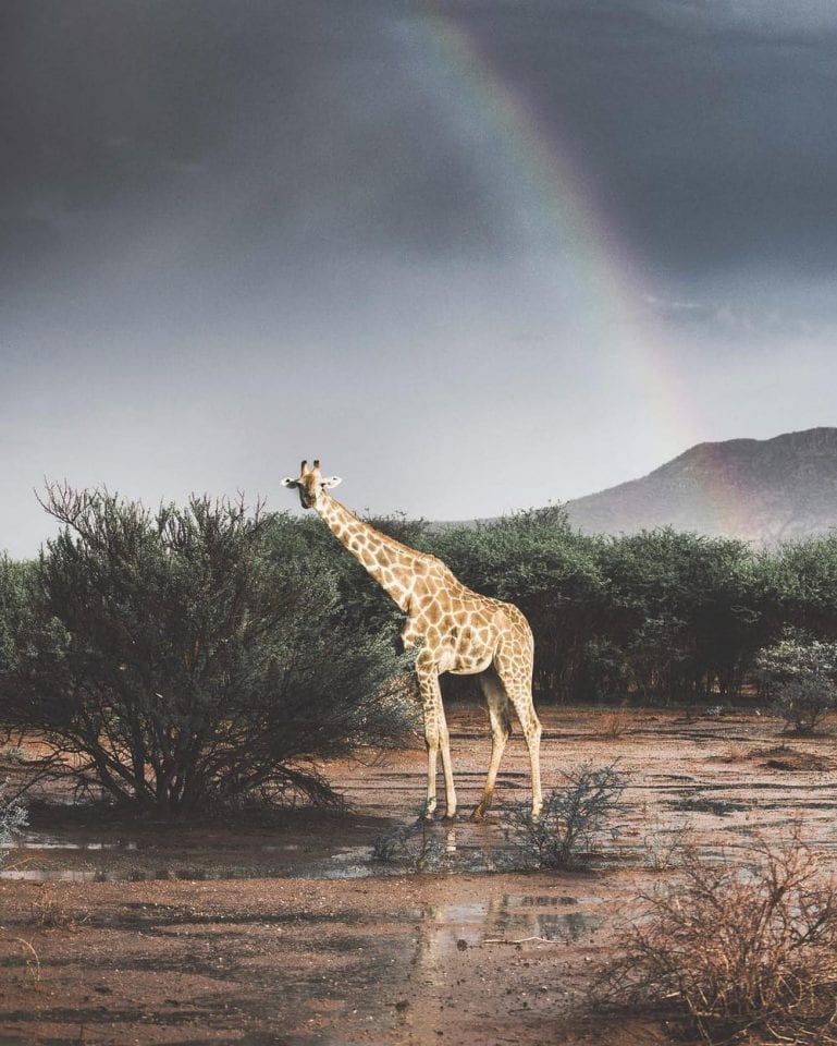 Нереальные фото дикой природы. Часть 8.