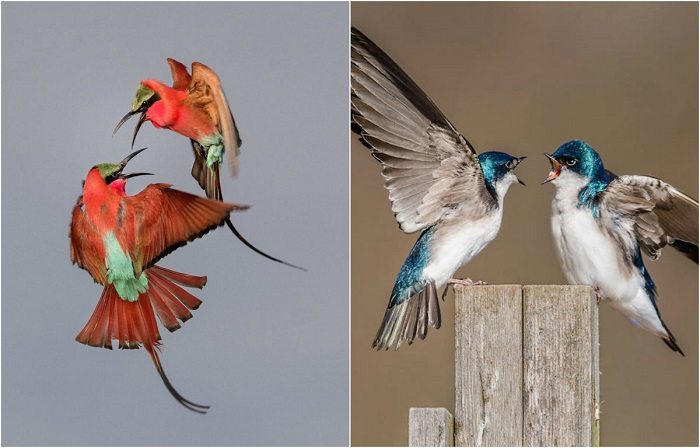 Лучшие фото конкурса Audubon Photography Awards 2017. Часть 1.