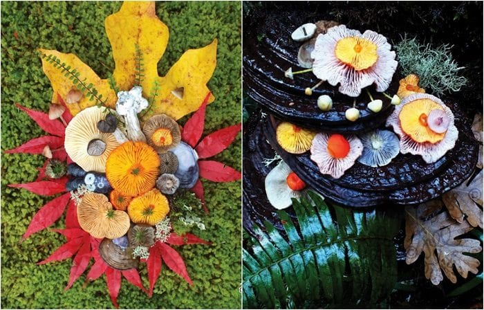 Ядовитые грибы и их токсичная красота. Часть 1.