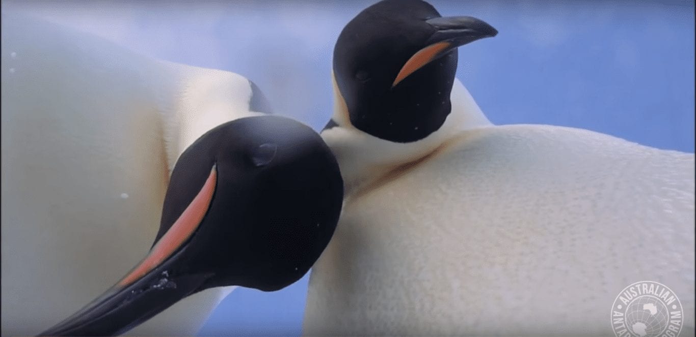 Как пингвины делают селфи