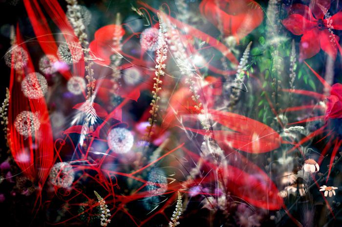 Нереальные миры в макрофото. Часть 2.