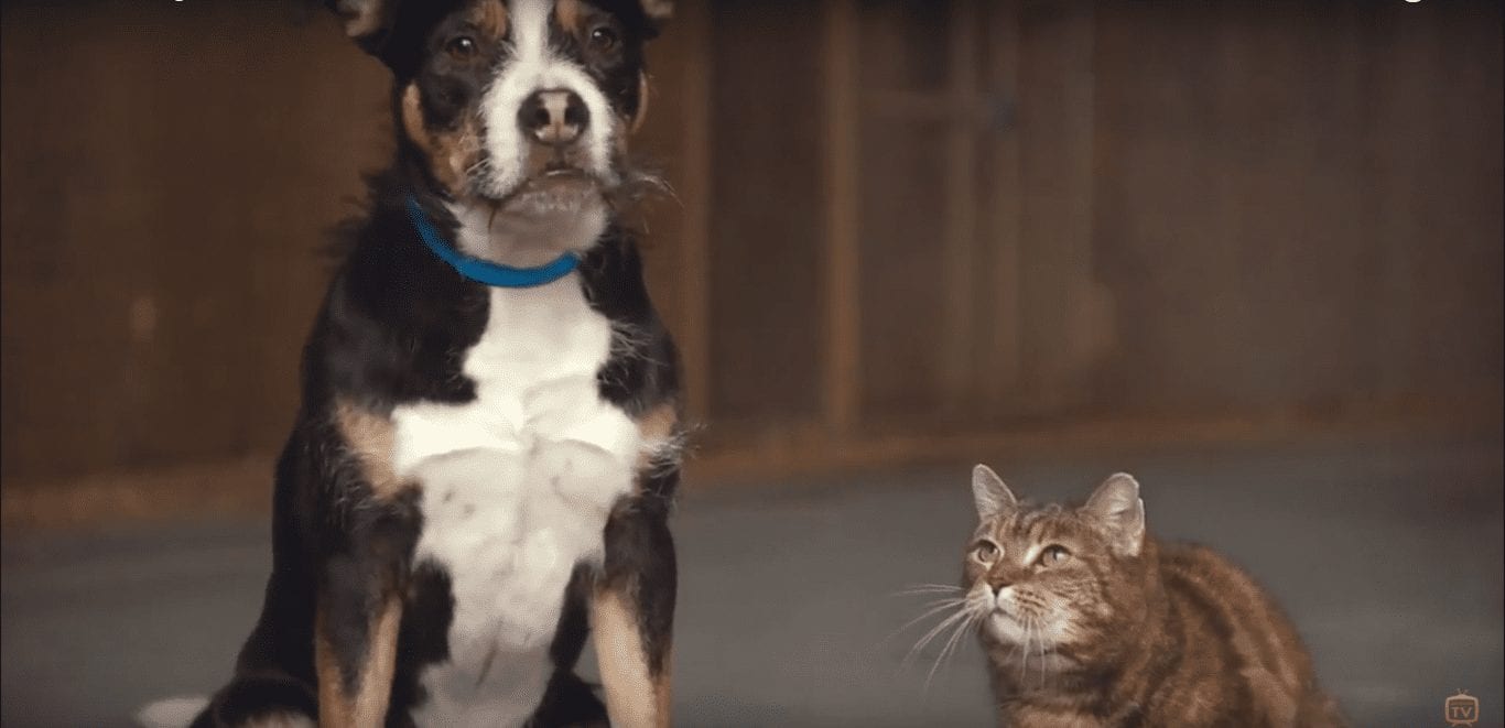 Самая необычная экскурсия по приюту для животных