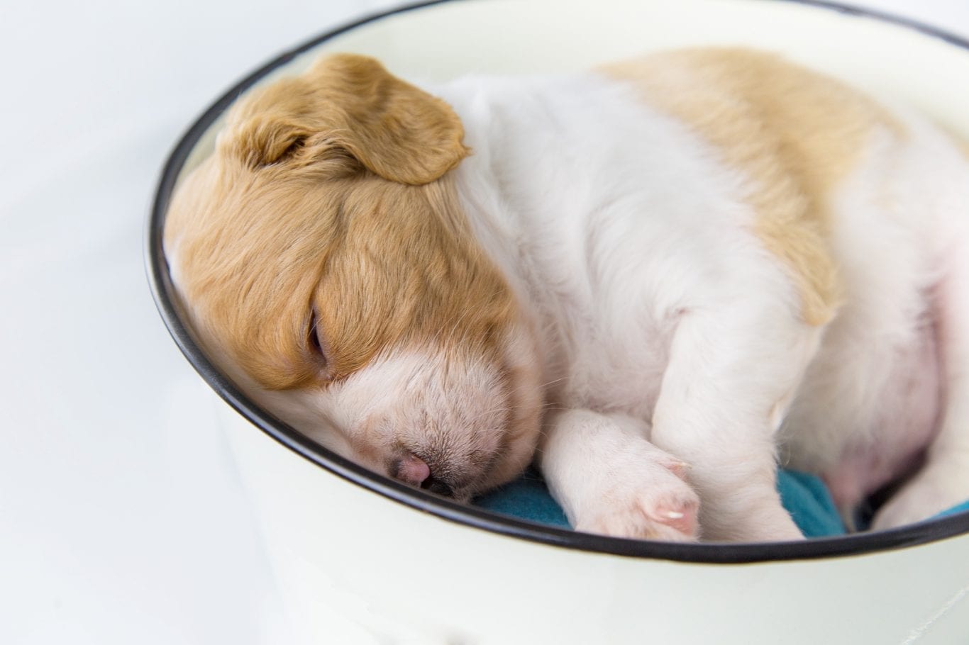 Портреты животных. Часть 1.