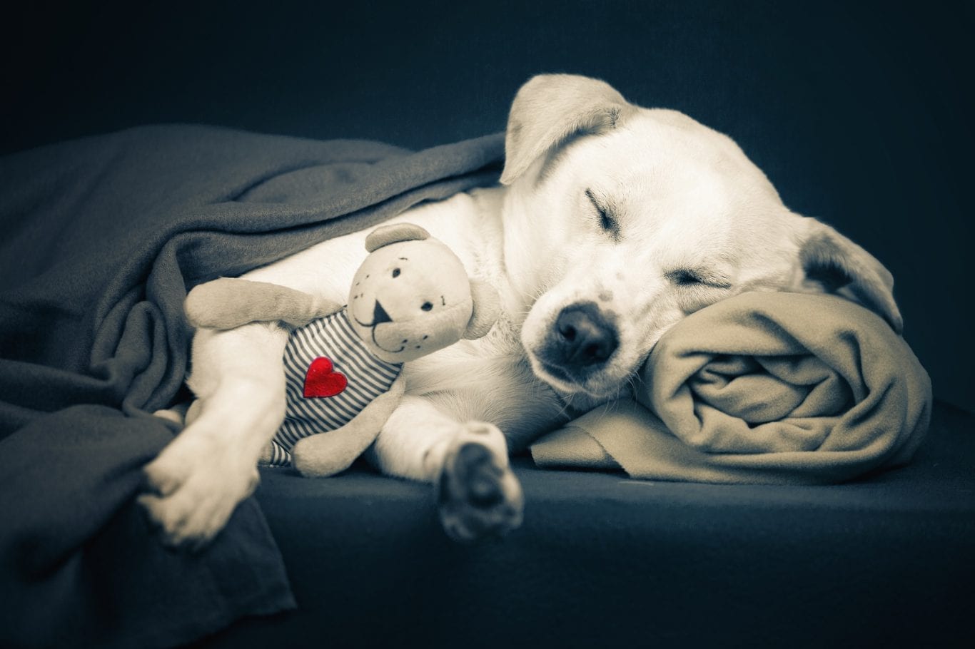 Портреты животных. Часть 2.