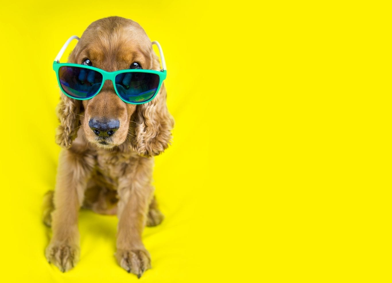 Портреты животных. Часть 3.