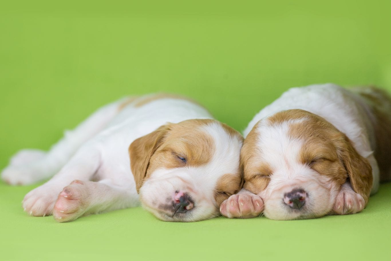 Портреты животных. Часть 4.