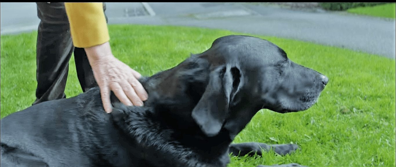 Pedigree предлагает лекарство от одиночества