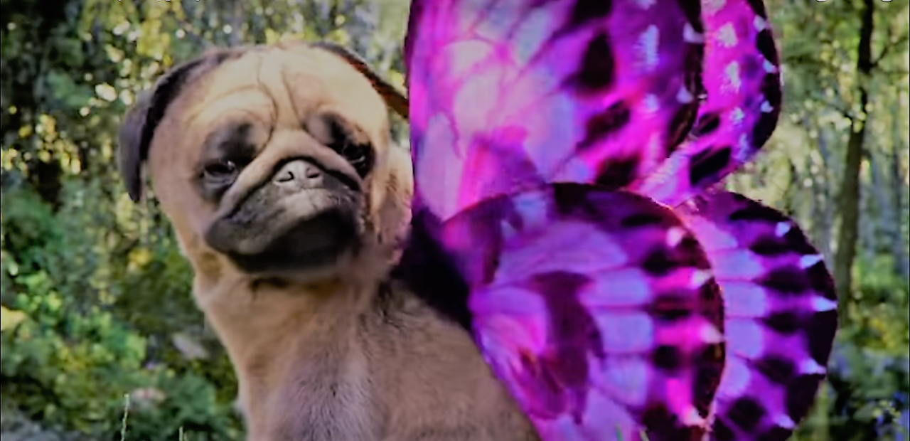 Snapchat выпустил в жизнь мопса с крылышками