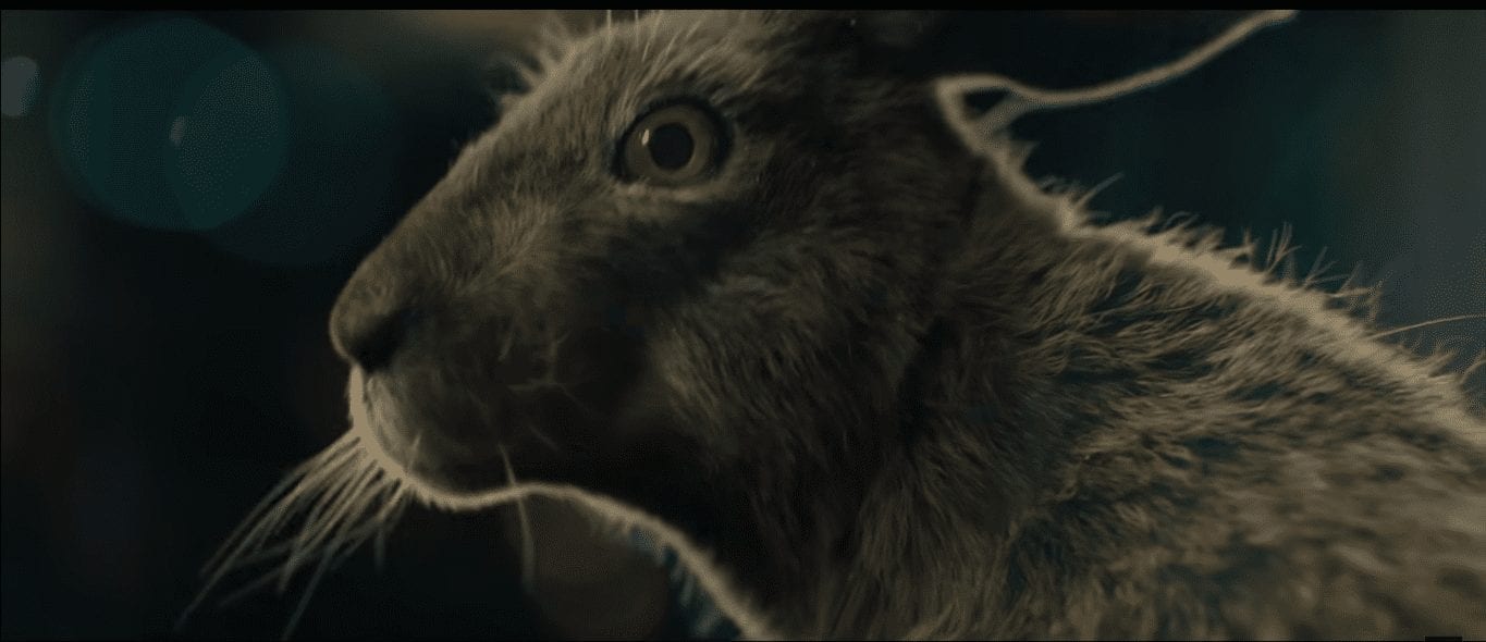 Почувствуй себя зайцем, убегающим от лисиц в честь национального дня бега