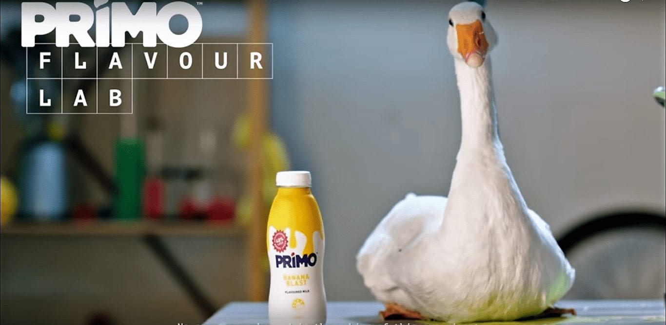Primo предлагает подоить гуся, чтобы получить птичье молоко