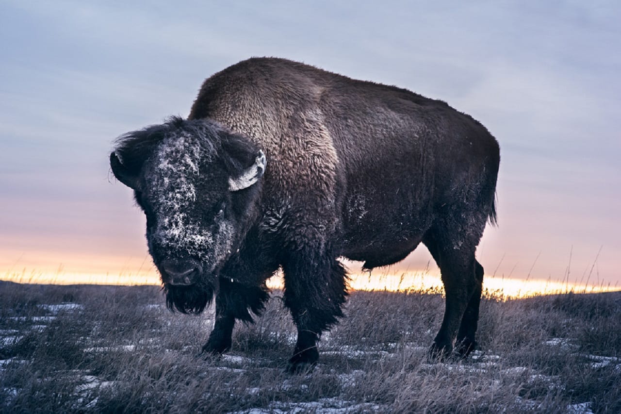 Дикая природа в фотографиях Троя Мота