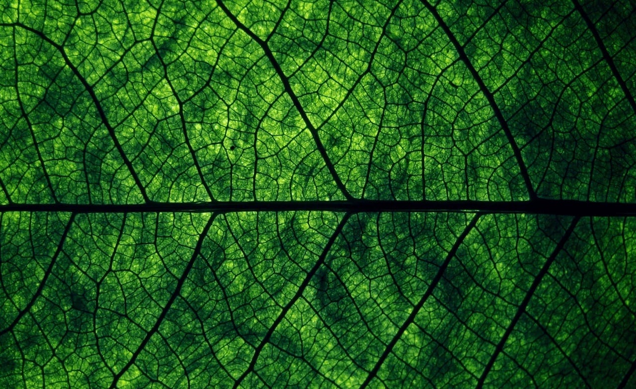 У Києві влаштують лекцію з екологічної свідомості