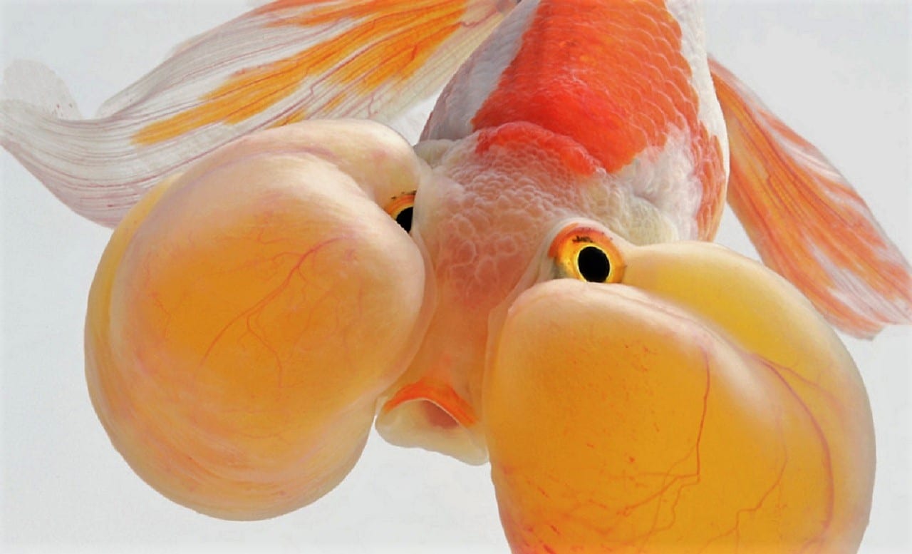 Фантастические снимки рыб