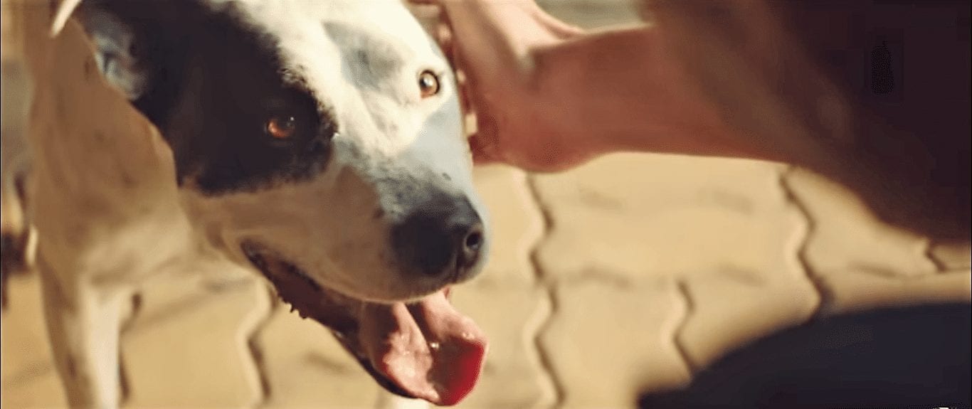 Сначала напои друга! Собачья реклама от Iron Jack