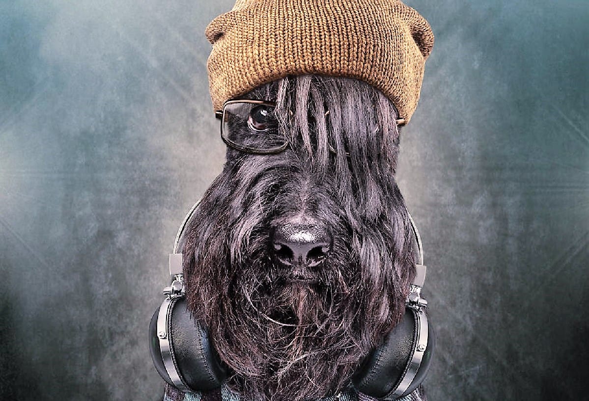 В каждой собаке есть что-то от человека: проект австралийской фотохудожницы