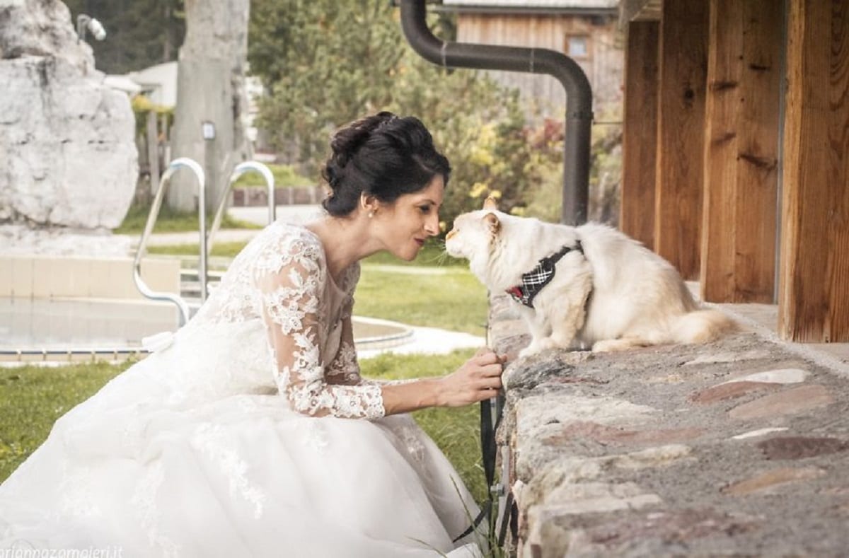 Невесты, женихи и… котики: фотопроект Марианны Зампиери