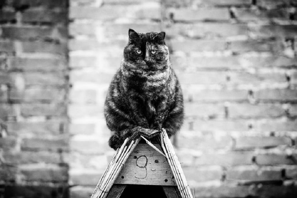 Уравновешенность и грация котиков на черно-белых снимках