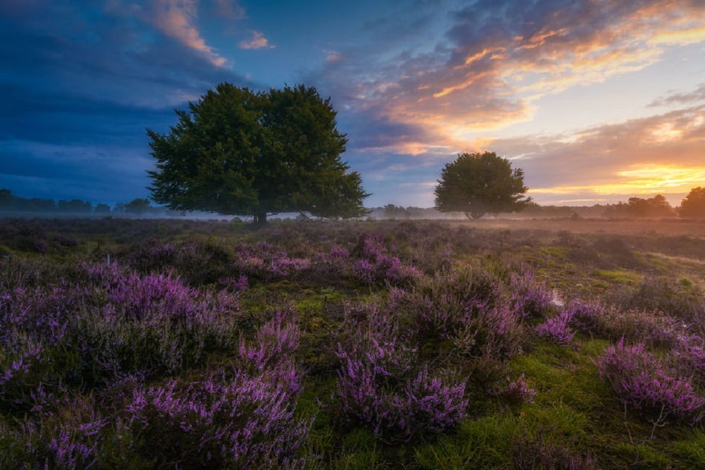 Колоритная Голландия на снимках Альберта Дроса