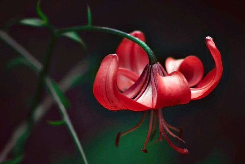 Красота природы в мелочах. Макрофото Дины Теллами