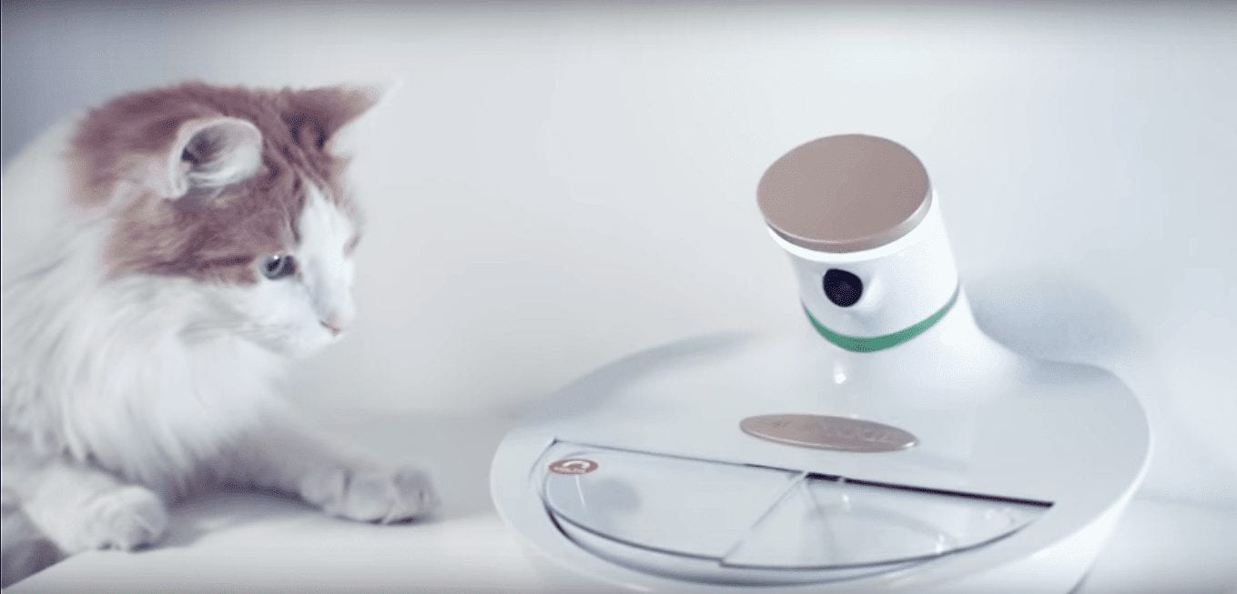 Чужому не достанется. В Италии создана умная миска, распознающая кошек по морде