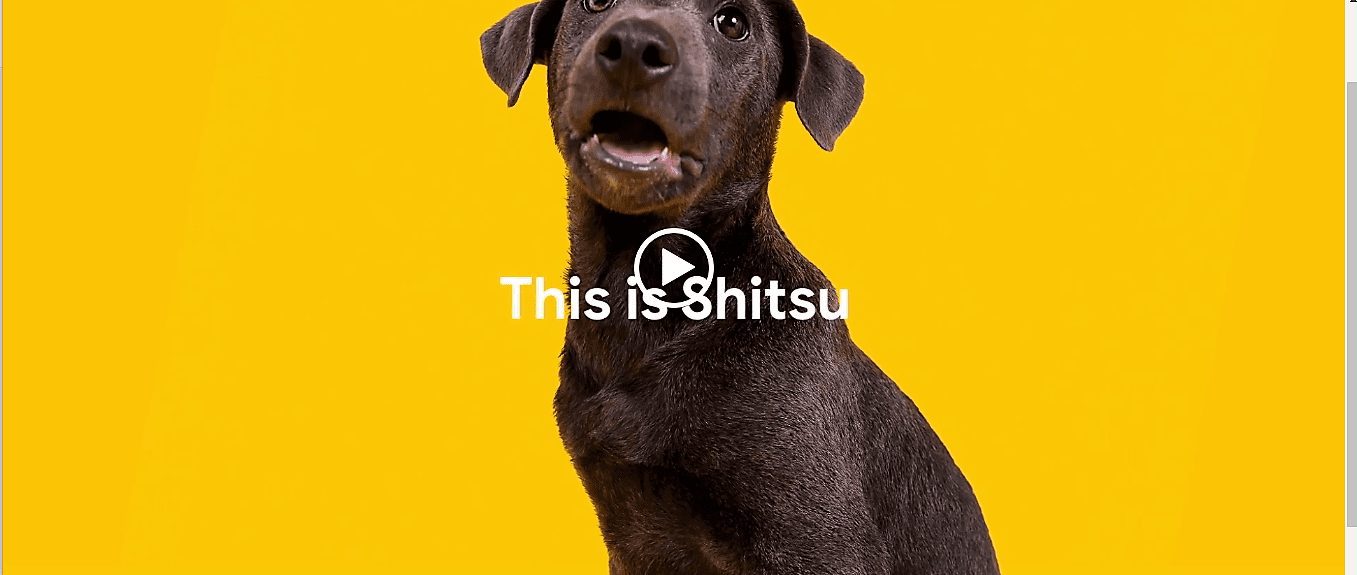 Запросы в Google с ошибками призывают усыновлять домашних животных